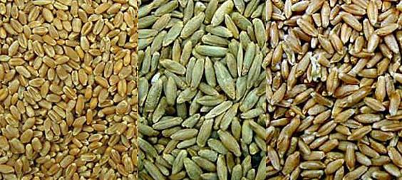 Grains (barley, rye, wheat)